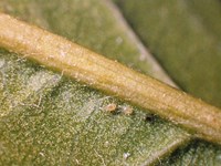 2Raubmilbe auf Blattunterseite_MU.JPG